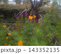 ノゲイトウのドジョウのような長い桃色の穂状の花とキバナコスモス ノゲイトウのドジョウのような長い桃色の穂状の花とキバナコスモス 143352135