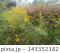 キバナコスモスのオレンジ色の花 キバナコスモスのオレンジ色の花 143352182