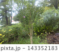 桃色の花はムクゲの花 桃色の花はムクゲの花 143352183