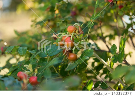 Unripe orange rosehip berries on a wild bush 143352377