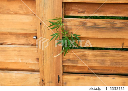 Wild Green Hemp Plant Sprouting Through Wooden Fence Slats Wild Green Hemp Plant Sprouting Through Wooden Fence Slats 143352383