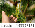 gently touching young green sprouts or candles of a pine tree or Pinus sylvestris outdoors 143352451