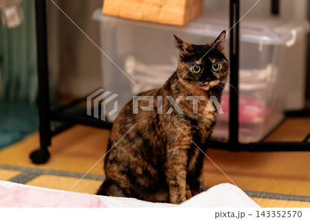 サビ猫 サビ猫 143352570