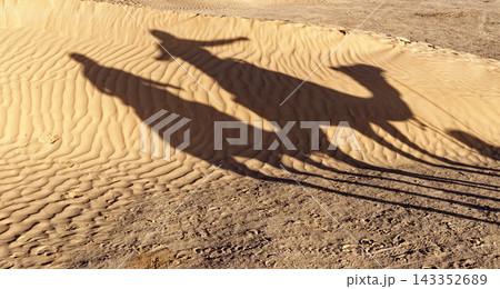 Distinct Long Shadows of Camel and Rider Cast Across Textured Desert Sand Dunes 143352689