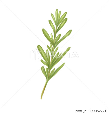 A fresh green sprig of rosemary, a watercolor illustration of aromatic herbs, highlighted on a white background. Suitable for lemonade compositions. A fresh green sprig of rosemary, a watercolor illustration of aromatic herbs, highlighted on a white background. Suitable for lemonade compositions. 143352771