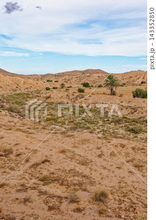 Expansive Landscape of Rocky Arid Valleys and Desert Canyons with a Lone Palm Tree 143352850