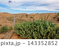 Expansive Landscape of Rocky Arid Valleys and Desert Canyons with a Lone Palm Tree 143352852