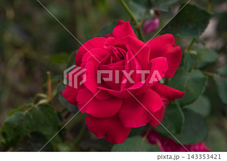 Dame de Coeur Red Hybrid Tea Rose Dame de Coeur Red Hybrid Tea Rose 143353421