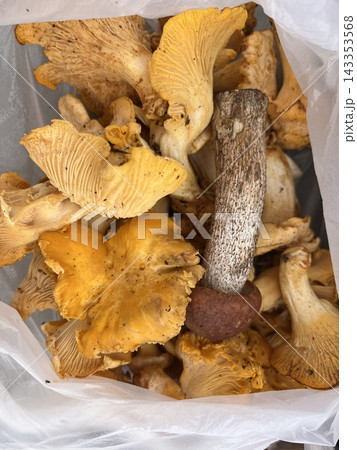 Chanterelle mushrooms in a bag. Picking mushrooms, mushrooms in the diet 143353568