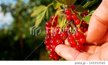 Woman's hand checking the ripeness of red currants and picking ripe berries Woman's hand checking the ripeness of red currants and picking ripe berries 143353585