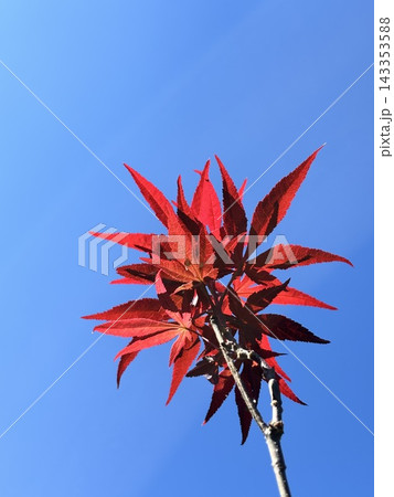快晴の空と真っ赤な紅葉 快晴の空と真っ赤な紅葉 143353588