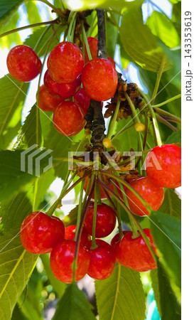 Red ripe juicy cherries on a tree branch in summer. 143353619