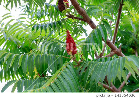 Sumac tree branches. Velvet drupe clusters and bright green foliage background. 143354030
