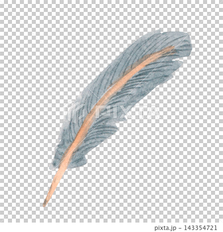 Bird feather realistic illustration . Hand drawn watercolor images. Flight, tail, down, contour, semiplume feathers. White background Bird feather realistic illustration . Hand drawn watercolor images. Flight, tail, down, contour, semiplume feathers. White background 143354721