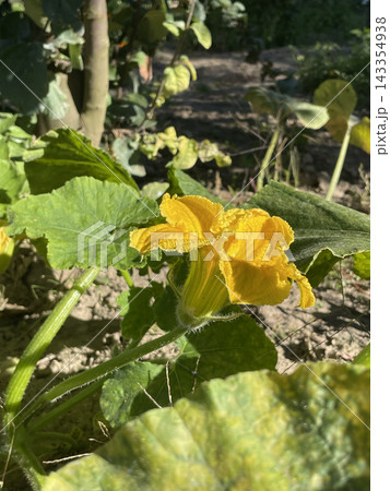 Bright yellow pumpkin blossom blooming in a sunny vegetable garden, close-up Bright yellow pumpkin blossom blooming in a sunny vegetable garden, close-up 143354938