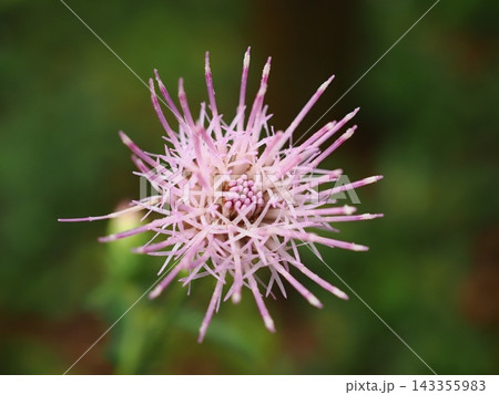 まんまるで桃色の筒状花(20260923122527) まんまるで桃色の筒状花(20260923122527) 143355983
