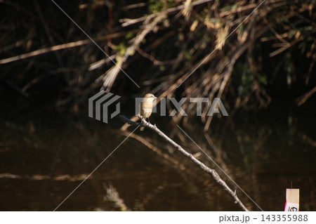 野鳥 モズ 7 野鳥 モズ 7 143355988