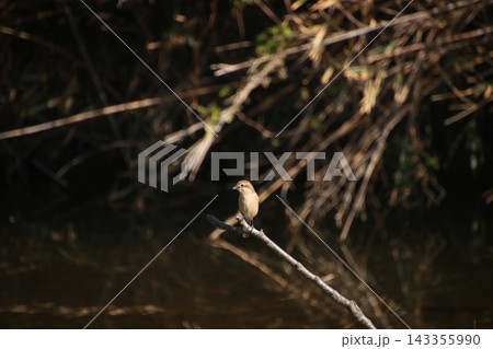 野鳥 モズ 9 143355990