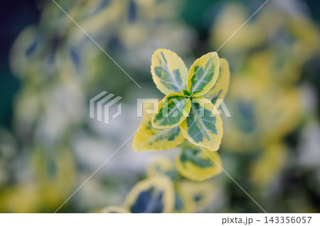 Macro shot of variegated Euonymus fortunei leaves growing in garden Macro shot of variegated Euonymus fortunei leaves growing in garden 143356057
