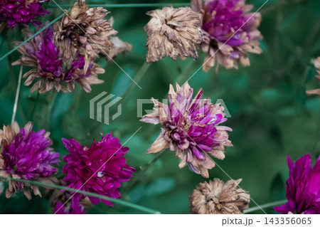 Withered pink chrysanthemums and dry petals in autumn garden close-up Withered pink chrysanthemums and dry petals in autumn garden close-up 143356065