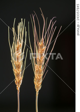 黄金色に輝く麦の穂、長く伸びた芒を持つ熟した穀物の美しい静物 黄金色に輝く麦の穂、長く伸びた芒を持つ熟した穀物の美しい静物 143357845