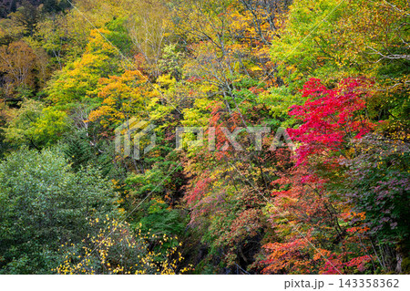 カラフルな層雲峡の紅葉 143358362