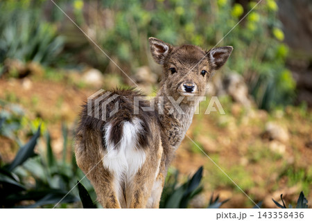 Adorable Young Fallow Deer in Nature. Adorable Young Fallow Deer in Nature. 143358436