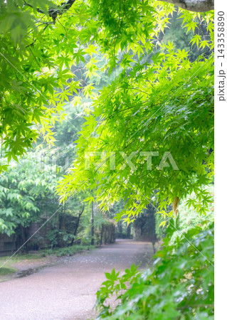 打吹公園の新緑・初夏の風景　倉吉市 143358890