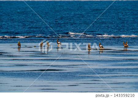 海岸の浅瀬で羽を休めるオオワシ 143359210