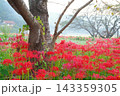 彼岸花に彩られた幻想的な秋の朝 143359305