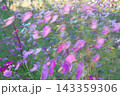 風に揺れる秋桜 143359306