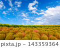 初秋の国営ひたち海浜公園 ― 色づき始めたコキアとキバナコスモス 143359364
