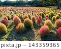 初秋の国営ひたち海浜公園 ― 色づき始めたコキアとキバナコスモス 143359365