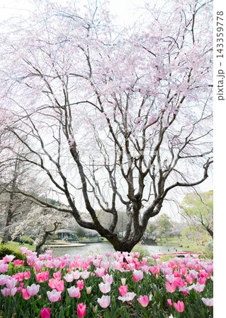 《春の花素材》桜とチューリップがきれいな春の公園 《春の花素材》桜とチューリップがきれいな春の公園 143359778