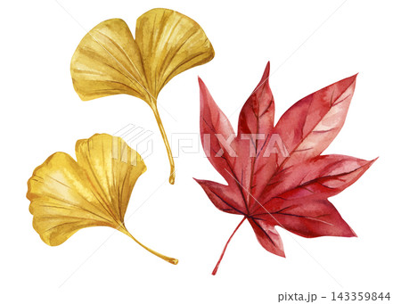 Autumn leaf watercolor set with gold ginkgo and red maple foliage isolated on a white background for seasonal cards and stationery Autumn leaf watercolor set with gold ginkgo and red maple foliage isolated on a white background for seasonal cards and stationery 143359844