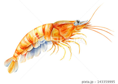 Orange shrimp watercolor with a detailed shell and long antennae isolated on white for seafood menus and marine educational prints Orange shrimp watercolor with a detailed shell and long antennae isolated on white for seafood menus and marine educational prints 143359995