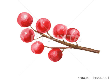 Red Berry Branch Watercolor Painting with Glossy Scarlet Fruits on Twig Botanical Winter Decoration Isolated on White Background Red Berry Branch Watercolor Painting with Glossy Scarlet Fruits on Twig Botanical Winter Decoration Isolated on White Background 143360001