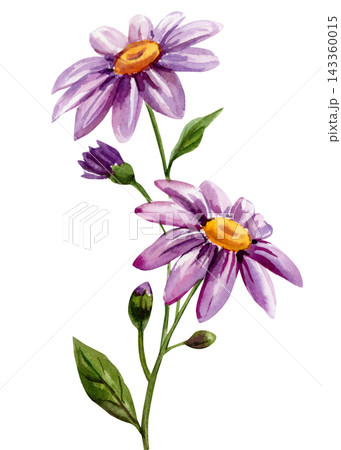 Purple Daisy Flowers Watercolor Painting with Yellow Centers Green Leaves and Blooming Botanical Stem Isolated on White Background 143360015