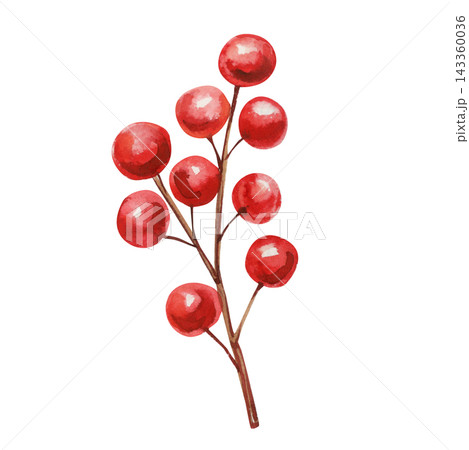 Red Berry Branch Watercolor Painting Glossy Scarlet Fruits Brown Stems Botanical Winter Decoration Isolated on White Background Red Berry Branch Watercolor Painting Glossy Scarlet Fruits Brown Stems Botanical Winter Decoration Isolated on White Background 143360036