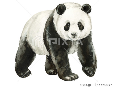 Giant Panda Watercolor Painting of Black and White Bear Standing Isolated White Background Wildlife Nursery Asian Animal Design Giant Panda Watercolor Painting of Black and White Bear Standing Isolated White Background Wildlife Nursery Asian Animal Design 143360057