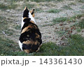 道端で背中を向けて佇む一匹の三毛猫 道端で背中を向けて佇む一匹の三毛猫 143361430