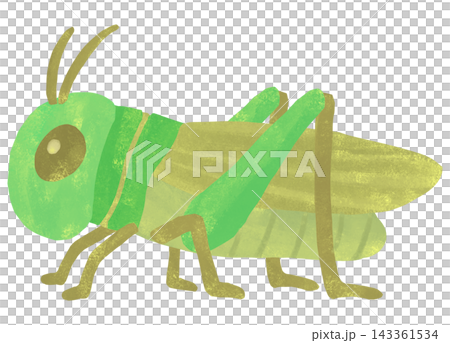 一幅簡單可愛的蚱蜢插圖 一幅簡單可愛的蚱蜢插圖 143361534
