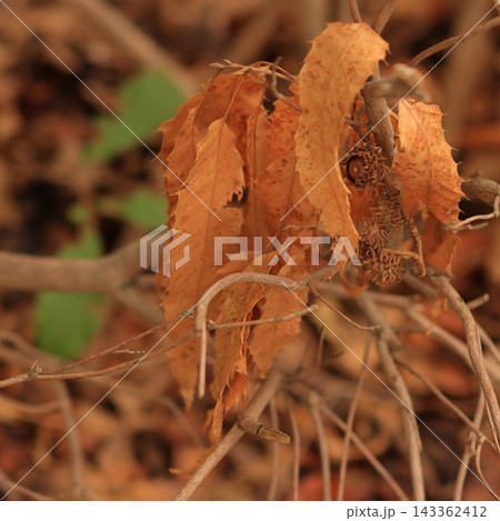Dry Oak Leaves and Acorn on a Branch in Autumn 143362412