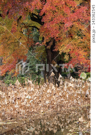 紅葉のある風景 紅葉のある風景 143362545