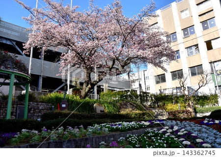 静岡県熱海市　花ひろば（熱海御用邸跡公園）の熱海桜と街並み 143362745