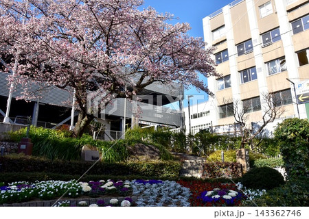 静岡県熱海市 花ひろば(熱海御用邸跡公園)の熱海桜と街並み 静岡県熱海市 花ひろば(熱海御用邸跡公園)の熱海桜と街並み 143362746