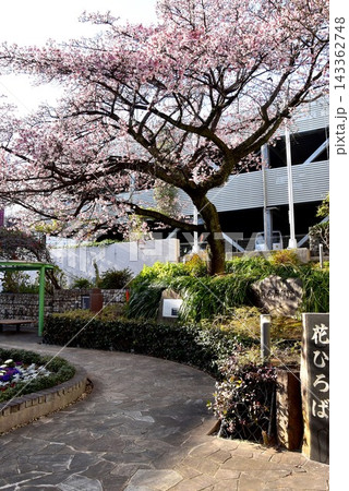静岡県熱海市 花ひろば(熱海御用邸跡公園)の熱海桜と街並み 静岡県熱海市 花ひろば(熱海御用邸跡公園)の熱海桜と街並み 143362748