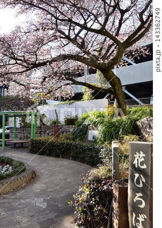 静岡県熱海市 花ひろば(熱海御用邸跡公園)の熱海桜と街並み 静岡県熱海市 花ひろば(熱海御用邸跡公園)の熱海桜と街並み 143362749