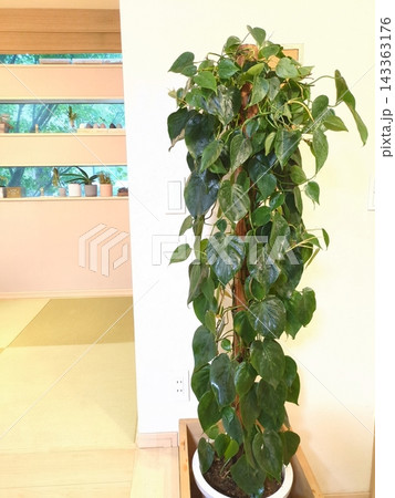 オキシカルジウム 10号鉢 ハート型の葉 観葉植物 ヘゴ仕立て タワー仕立て 木製鉢カバー 和モダン オキシカルジウム 10号鉢 ハート型の葉 観葉植物 ヘゴ仕立て タワー仕立て 木製鉢カバー 和モダン 143363176