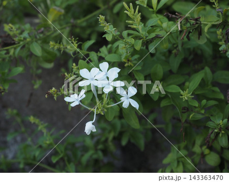 川辺のルリマツリの花（日陰の白いプルンバゴ） 143363470
